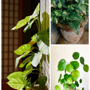 KARIKAR Golden Money Plant Grafted Live Succulent Plant for Home Indoor, Office, Balcony and Garden Décor