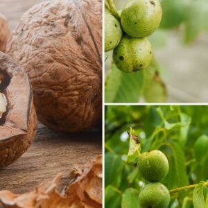 KARIKAR Walnut Grafted Live Plant for Home Garden