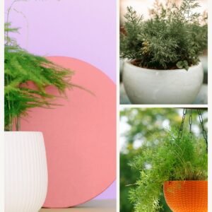 KARIKAR Asparagus Lace Grafted Live Fern Plant for Home Indoor, Balcony & Garden Decor