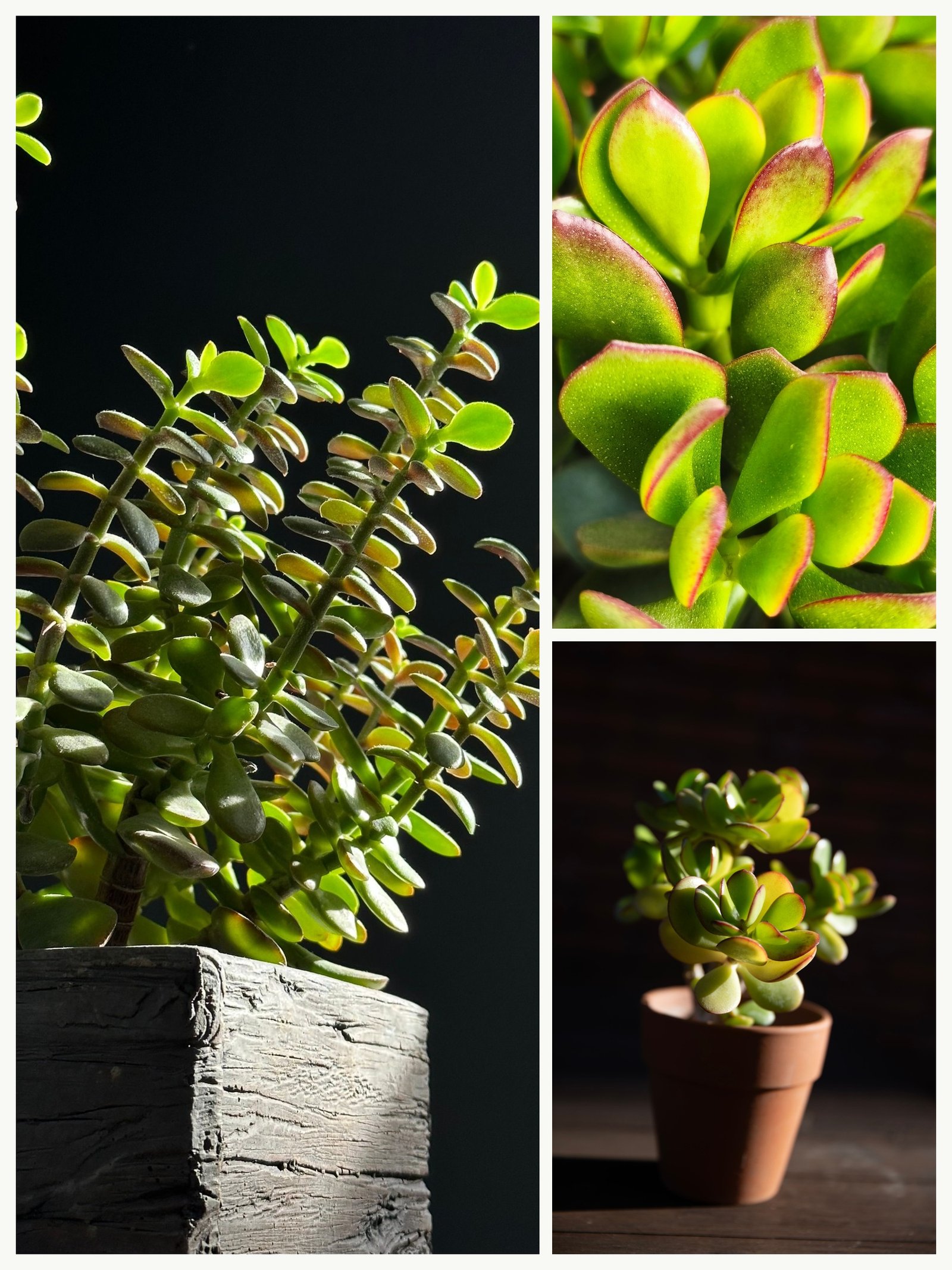 KARIKAR Jade Plant / Crassula Ovata Grafted Live Succulent Plant for Home Indoor, Office, Balcony and Garden Décor