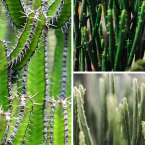 KARIKAR Pencil Cactus / Firestick Plant Grafted Live Succulent Plant for Home Indoor, Terrace and Office Decor