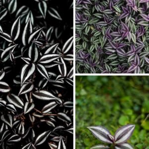 KARIKAR Wandering Jew Grafted Live Succulent Plant for Home Indoor, Garden and Office Décor