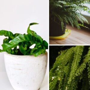 KARIKAR Asplenium Leslie Grafted Live Fern Plant for Home Indoor, Office, Balcony & Garden Decoration