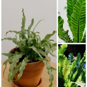KARIKAR Bird’s Nest Crissie Grafted Live Fern Plant for Home Indoor, Office, Balcony & Garden Decoration