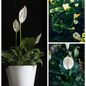 KARIKAR Peace Lily Grafted Live Succulent Plant for Home Indoor, Office, Balcony & Garden Decor