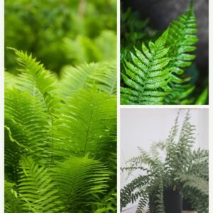 KARIKAR Boston Green Grafted Live Fern Plant for Home Indoor, Office, Balcony & Garden Decor