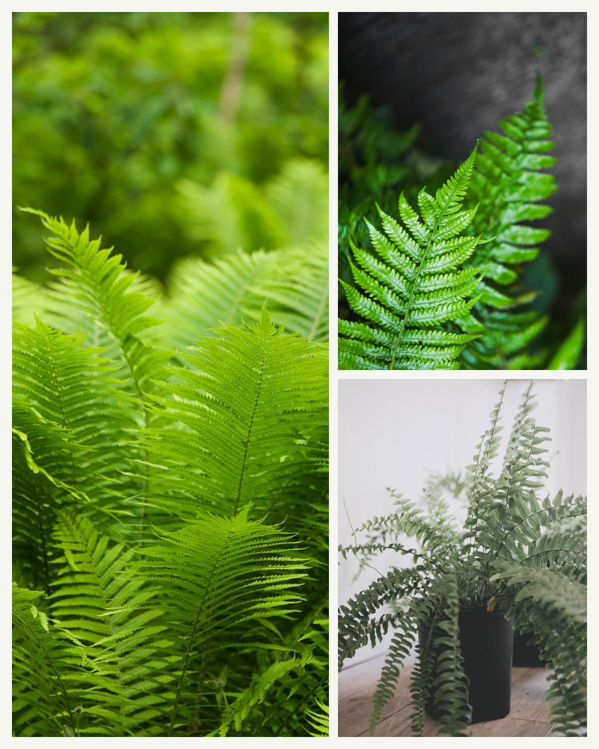 KARIKAR Boston Green Grafted Live Fern Plant for Home Indoor, Office, Balcony & Garden Decor