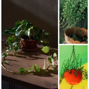KARIKAR Chain Money Grafted Live Fern Plant for Home Indoor, Office, Balcony, & Table Decoration