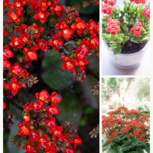 KARIKAR Red Kalanchoe Grafted Live Succulent Plant for Home Indoor, Balcony, Garden and Office Décor
