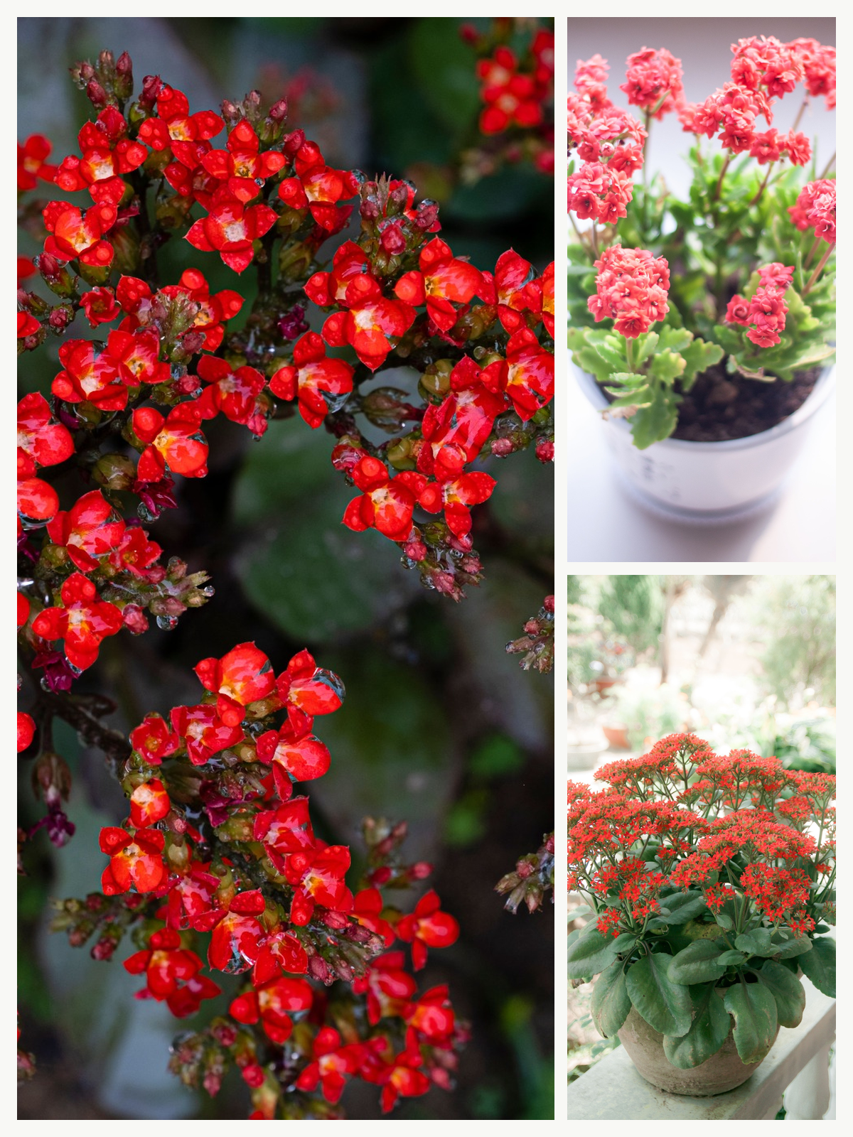 KARIKAR Red Kalanchoe Grafted Live Succulent Plant for Home Indoor, Balcony, Garden and Office Décor