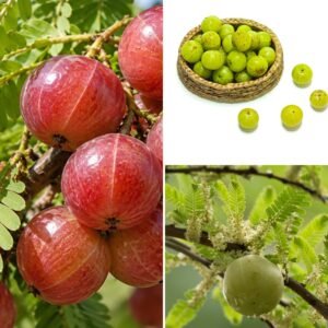 KARIKAR Red Amla Grafted Live Plant, Healthy Indian Gooseberry Fruit Tree Plant for Home Garden