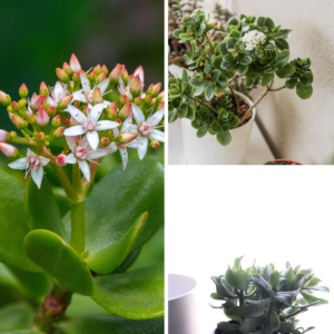 KARIKAR Crassula Grafted Live Succulent Plant for Home Indoor, Office, Balcony and Garden Décor
