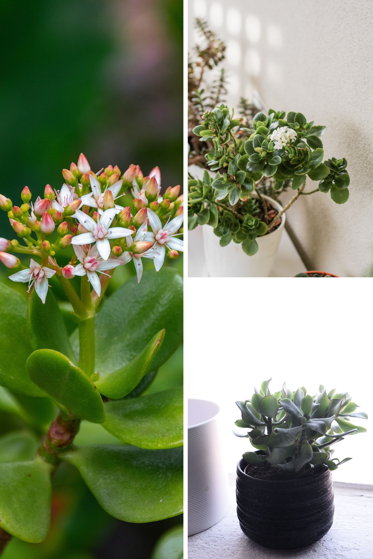 KARIKAR Crassula Grafted Live Succulent Plant for Home Indoor, Office, Balcony and Garden Décor