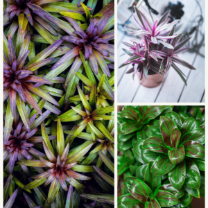 KARIKAR Earth Star Grafted Live Succulent Plant for Home Indoor, Balcony and Garden Décor