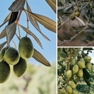 KARIKAR Indian Olive(Jolpai) Grafted Live Plant, Healthy Olive Plant for Home Garden
