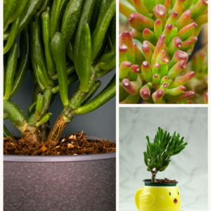 KARIKAR Gollum Jade / Finger Jade Grafted Live Succulent Plant for Home Indoor, Office, Balcony and Garden Décor