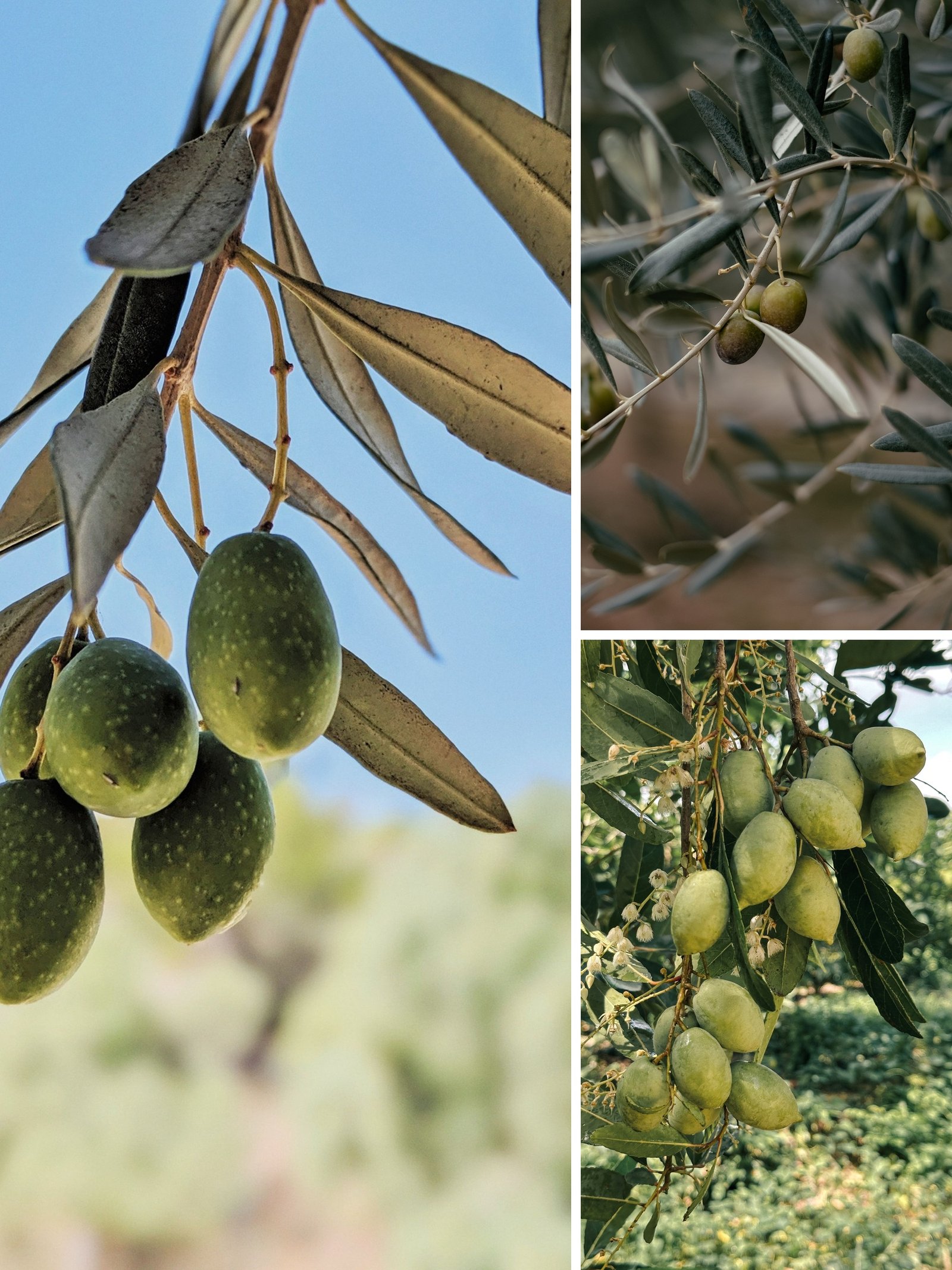 KARIKAR Indian Olive(Jolpai) Grafted Live Plant, Healthy Olive Plant for Home Garden