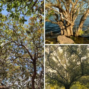 KARIKAR Sundari Tree Grafted Live Plant for Home Garden