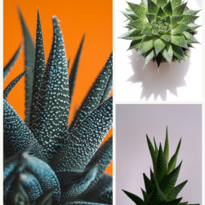 KARIKAR Haworthia Grafted Live Succulent Plant for Home Indoor, Office, Balcony and Garden Décor