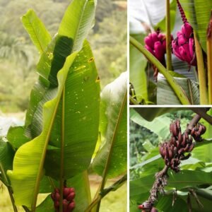 KARIKAR Red Banana Grafted Live Plant, Healthy Red Banana Fruit Plant for Home Garden