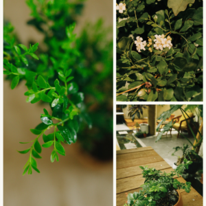 KARIKAR Kamini / Murraya Paniculata Grafted Live Succulent Plant for Home Indoor, Garden and Office Decor