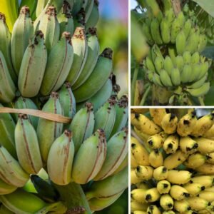 KARIKAR Seeded Banana(Bichi Kola) Grafted Live Plant for Home Garden