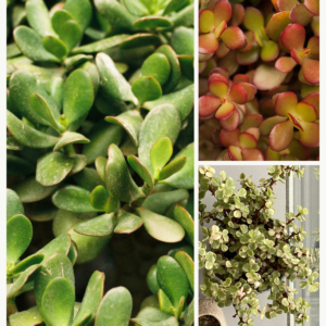 KARIKAR Kuberakshi / Jade Plant Grafted Live Succulent Plant for Home Indoor, Office, Balcony and Garden Décor