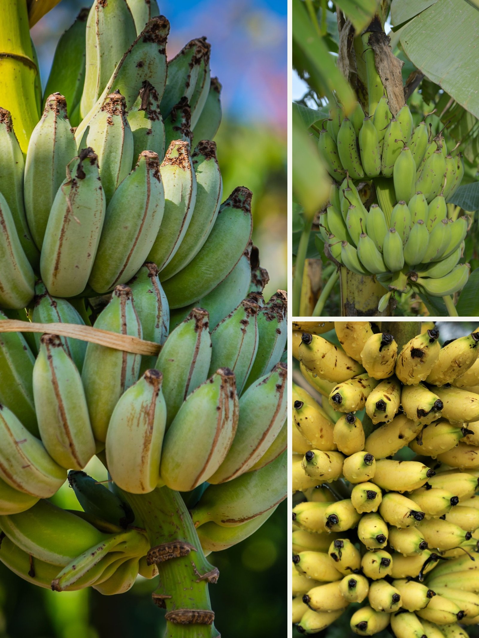 KARIKAR Seeded Banana(Bichi Kola) Grafted Live Plant for Home Garden