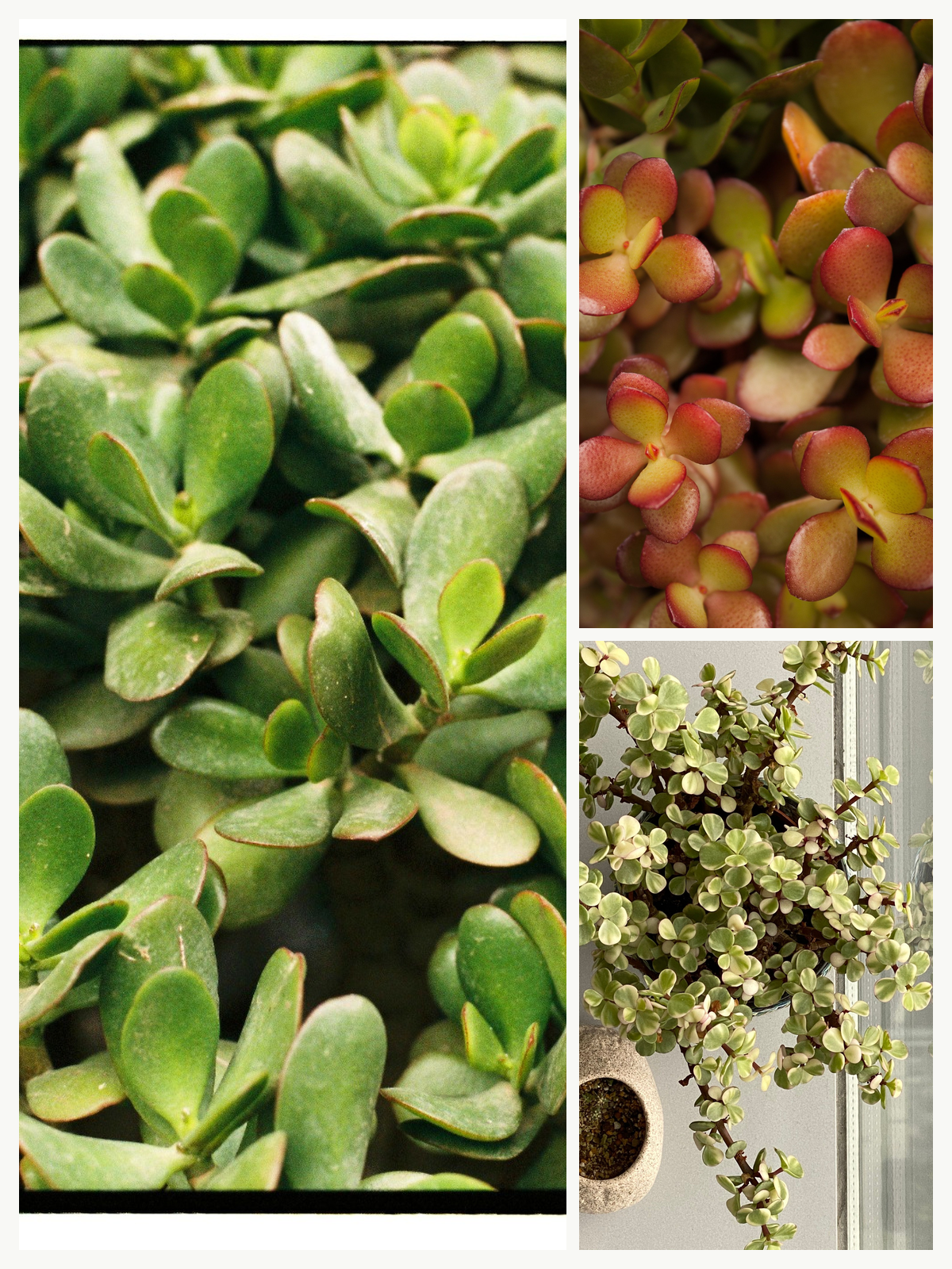 KARIKAR Kuberakshi / Jade Plant Grafted Live Succulent Plant for Home Indoor, Office, Balcony and Garden Décor
