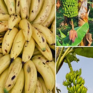 KARIKAR Singapuri Banana Grafted Live Plant, Healthy Singapuri Banana Fruit Plant for Home Garden
