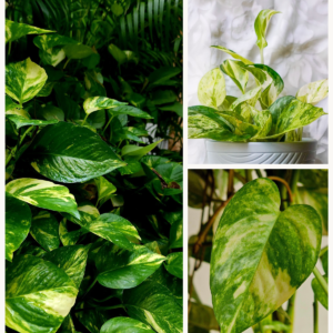 KARIKAR Money Plant / Epipremnum Aureum Grafted Live Succulent Plant for Home Indoor & Office Decor