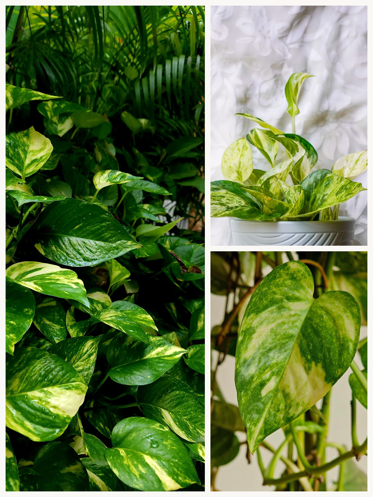 KARIKAR Money Plant / Epipremnum Aureum Grafted Live Succulent Plant for Home Indoor & Office Decor
