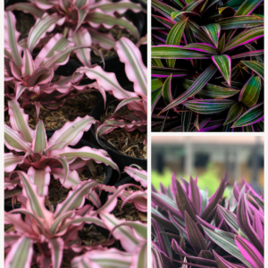 KARIKAR Rhoeo Grafted Live Succulent Plant for Home Indoor, Balcony, Garden and Office Décor