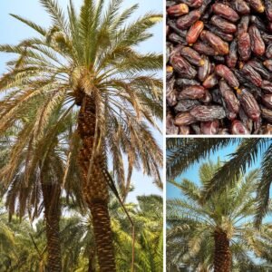 KARIKAR Ajwa Date Palm Grafted Live Plant (Khejur),  Healthy Tropical Palm Tree Plant for Home Garden