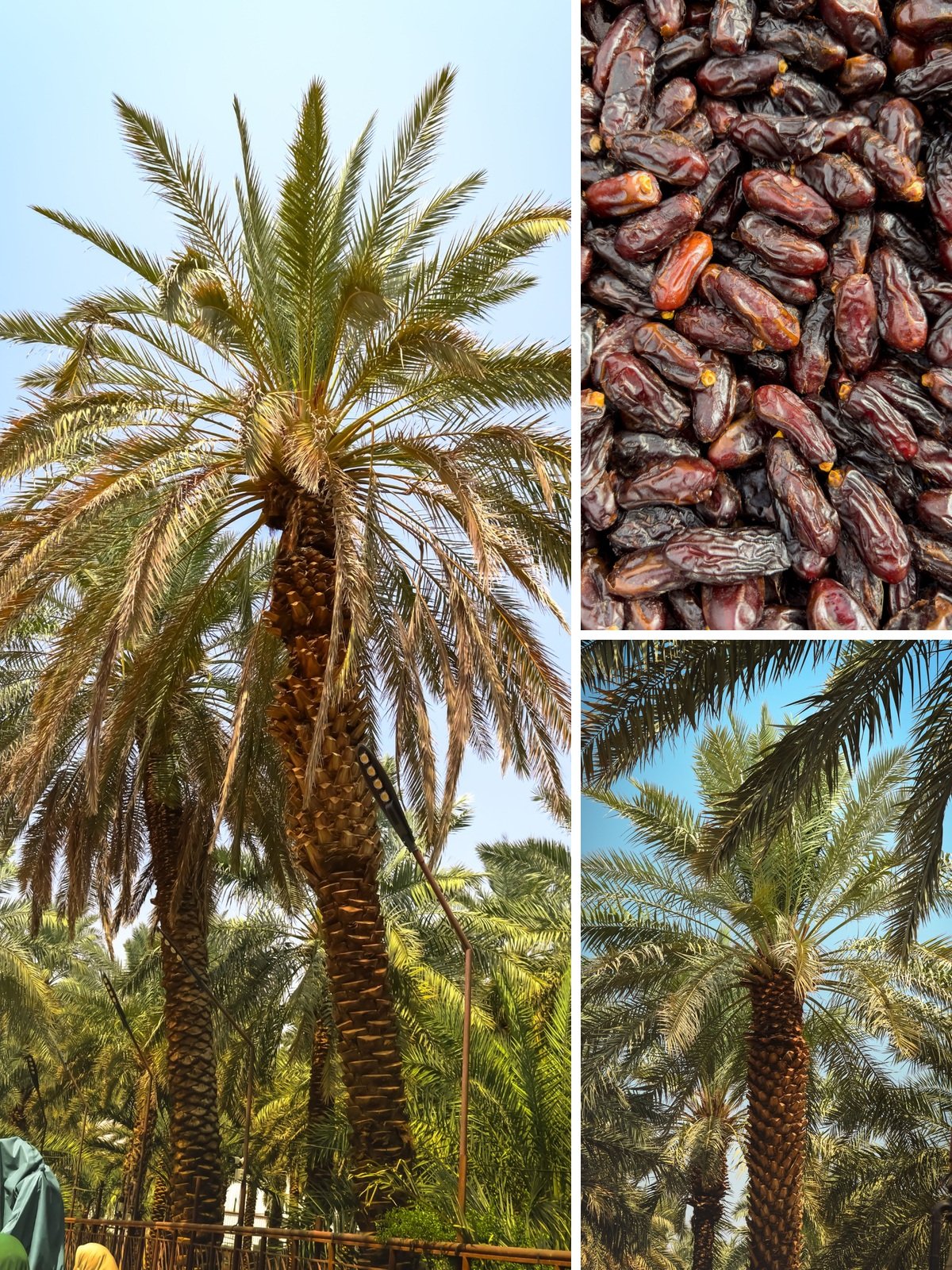 KARIKAR Ajwa Date Palm Grafted Live Plant (Khejur), Healthy Tropical Palm Tree Plant for Home Garden