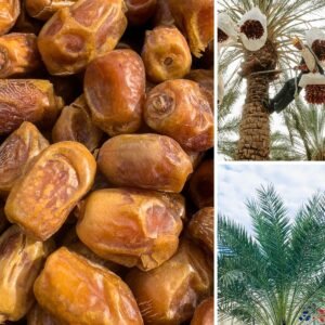 KARIKAR Kohinoor Date Palm Grafted Live Plant (Khejur), Tropical Palm Tree Plant for Home Garden