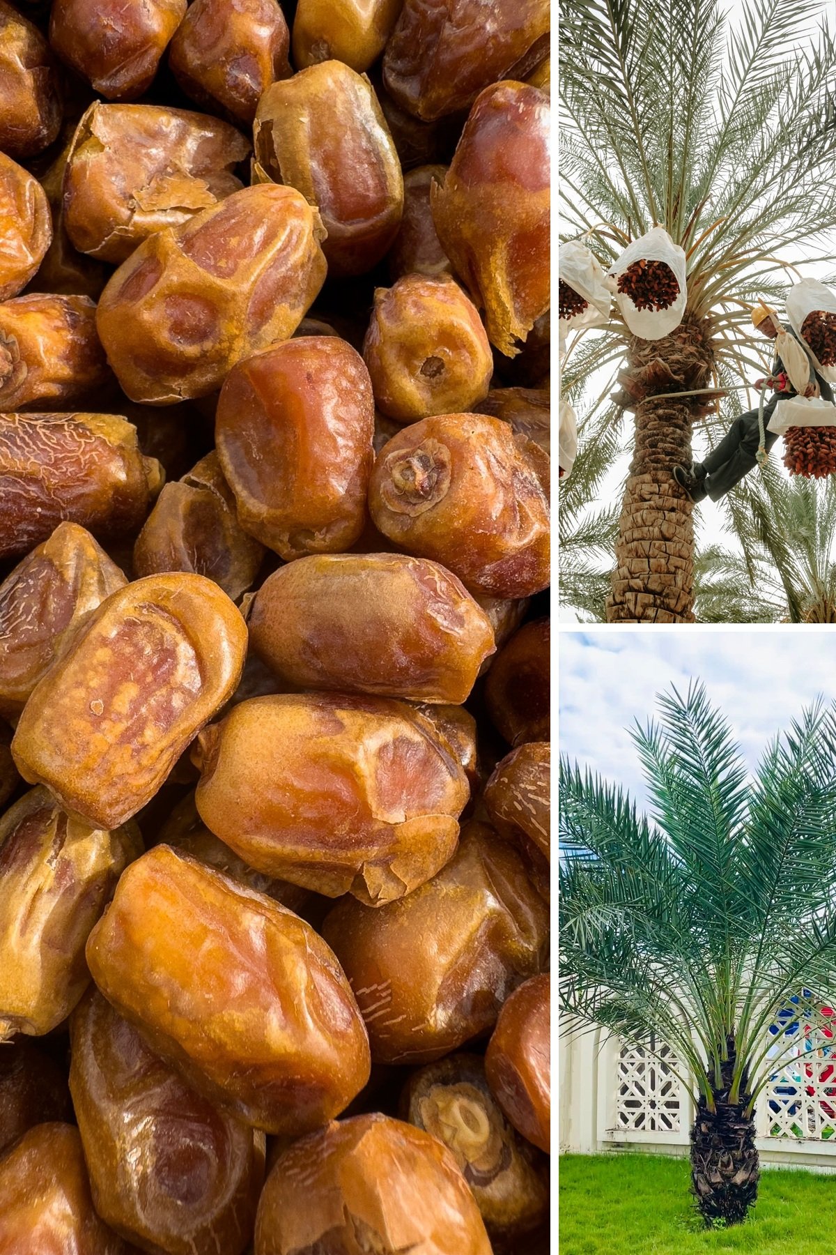KARIKAR Kohinoor Date Palm Grafted Live Plant (Khejur), Tropical Palm Tree Plant for Home Garden