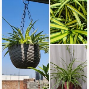 KARIKAR Spider Grafted Live Fern Plant for Home Indoor, Balcony & Garden Decoration