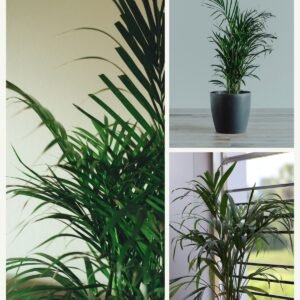 KARIKAR Areca Palm Grafted Live Fern Plant for Home Indoor, Office, Balcony & Garden Decoration