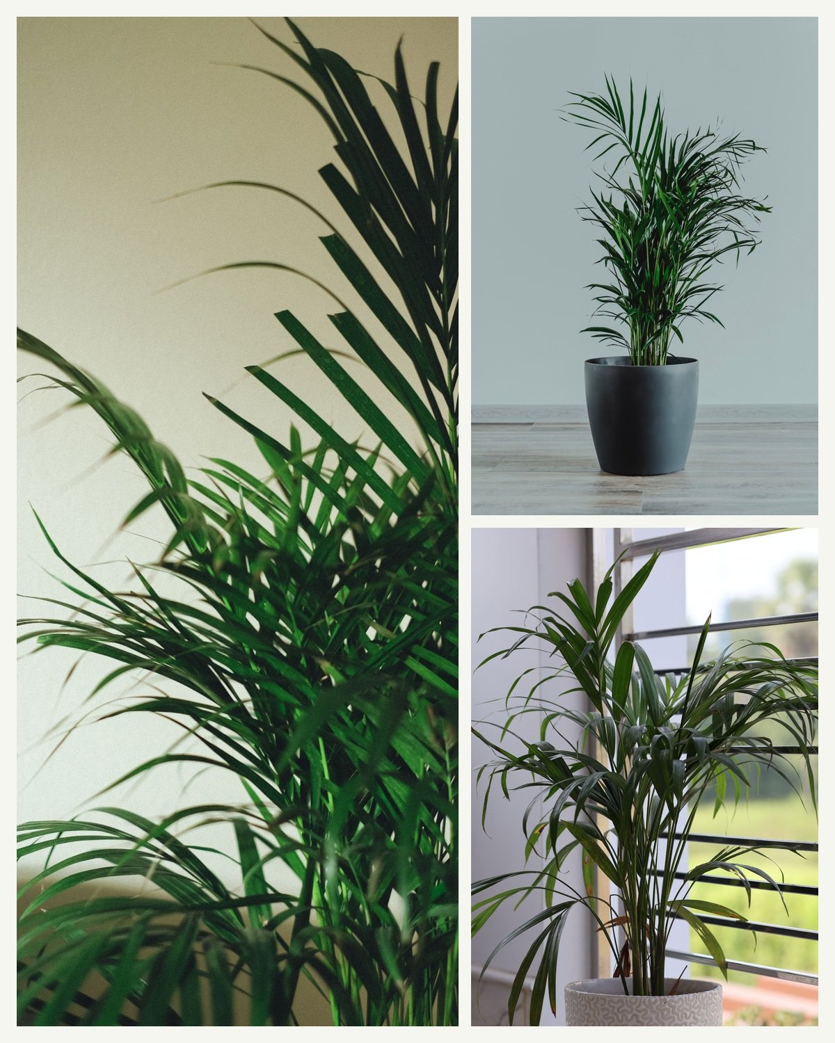 KARIKAR Areca Palm Grafted Live Fern Plant for Home Indoor, Office, Balcony & Garden Decoration
