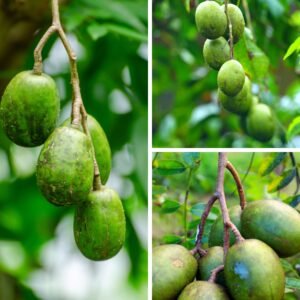 KARIKAR All Time/Baramasi Hog Plum Grafted Live Plant for Home Garden