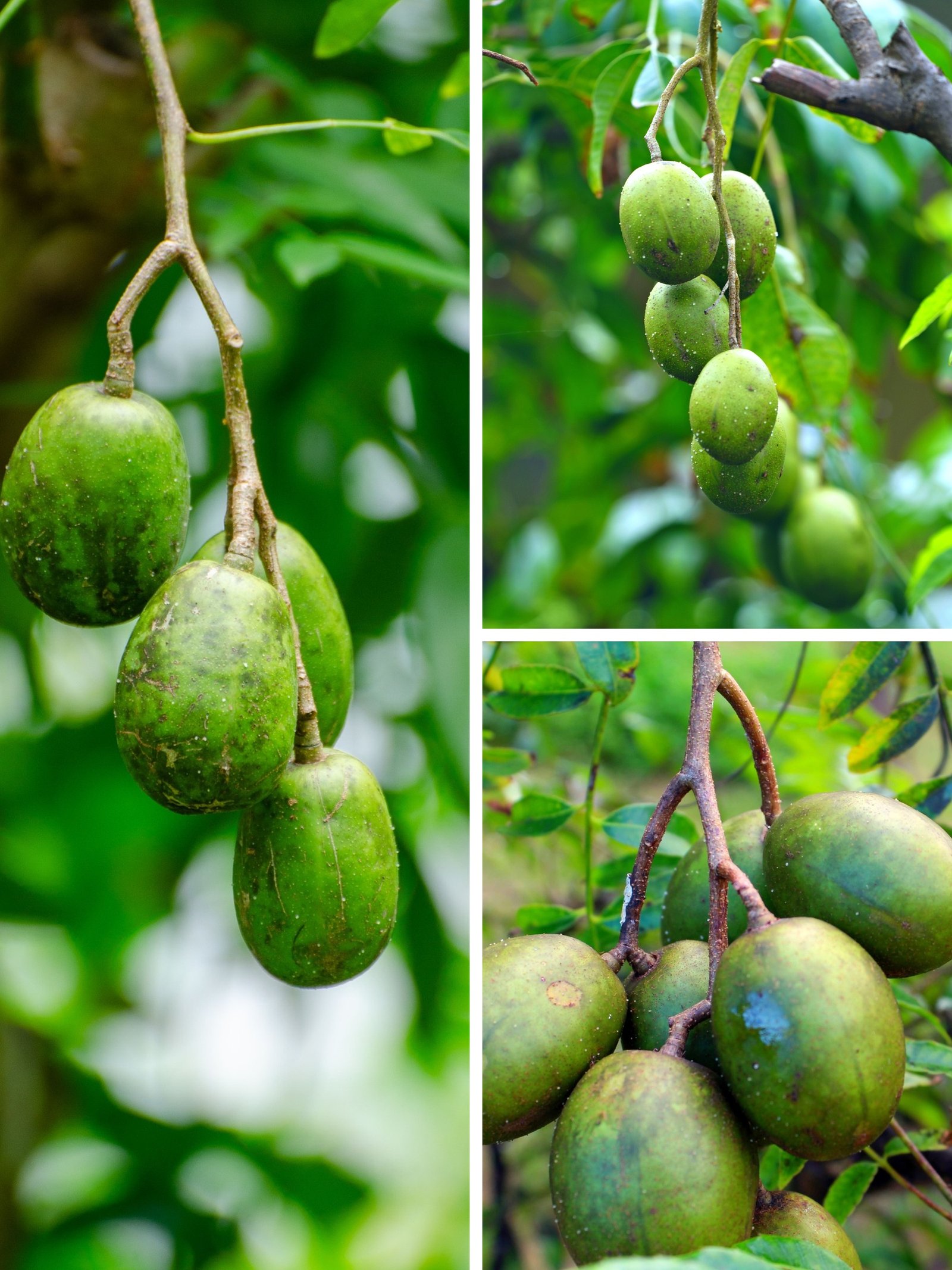KARIKAR All Time/Baramasi Hog Plum Grafted Live Plant for Home Garden