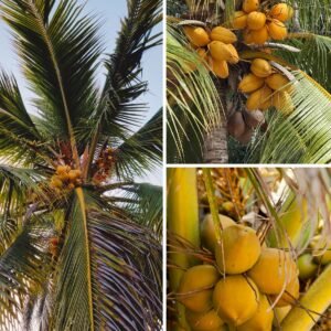 KARIKAR Malaysian Yellow Dwarf Coconut Grafted Live Plant for Home Garden