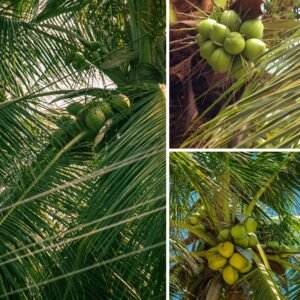 KARIKAR Malaysian Green Dwarf Coconut Grafted Live Plant for Home Garden