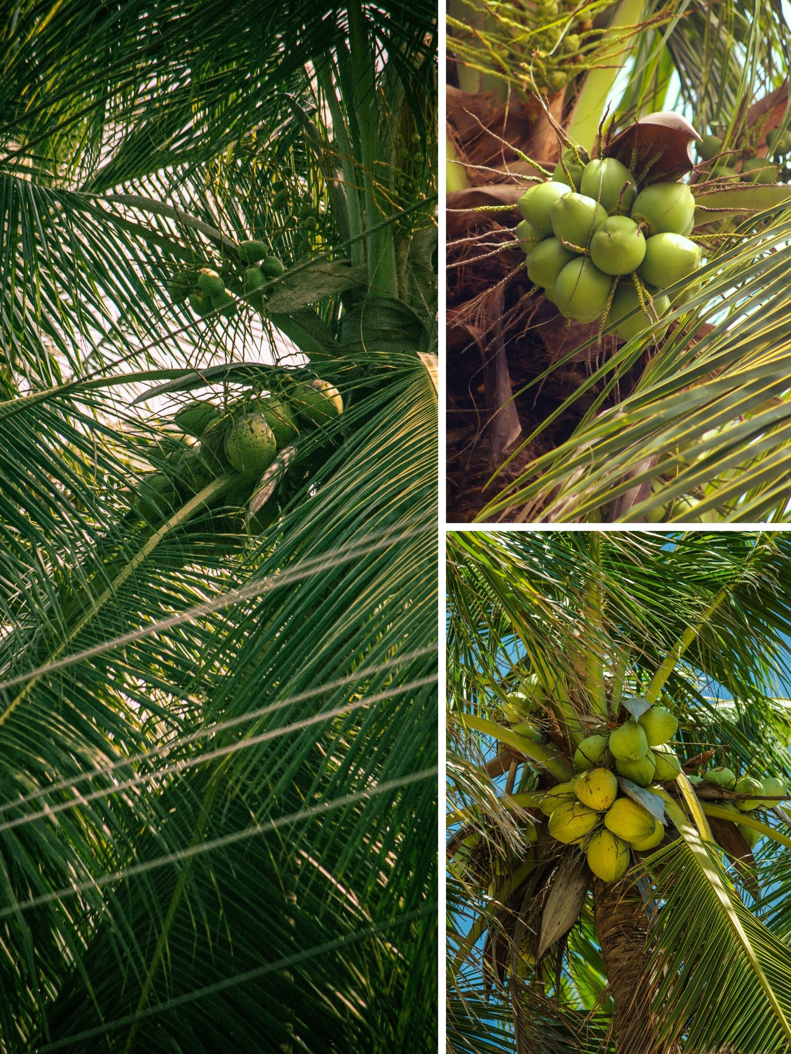 KARIKAR Malaysian Green Dwarf Coconut Grafted Live Plant for Home Garden