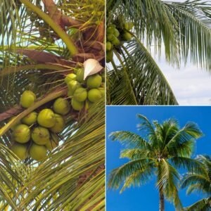 KARIKAR Vietnam Green Dwarf Coconut Grafted Live Plant for Home Garden