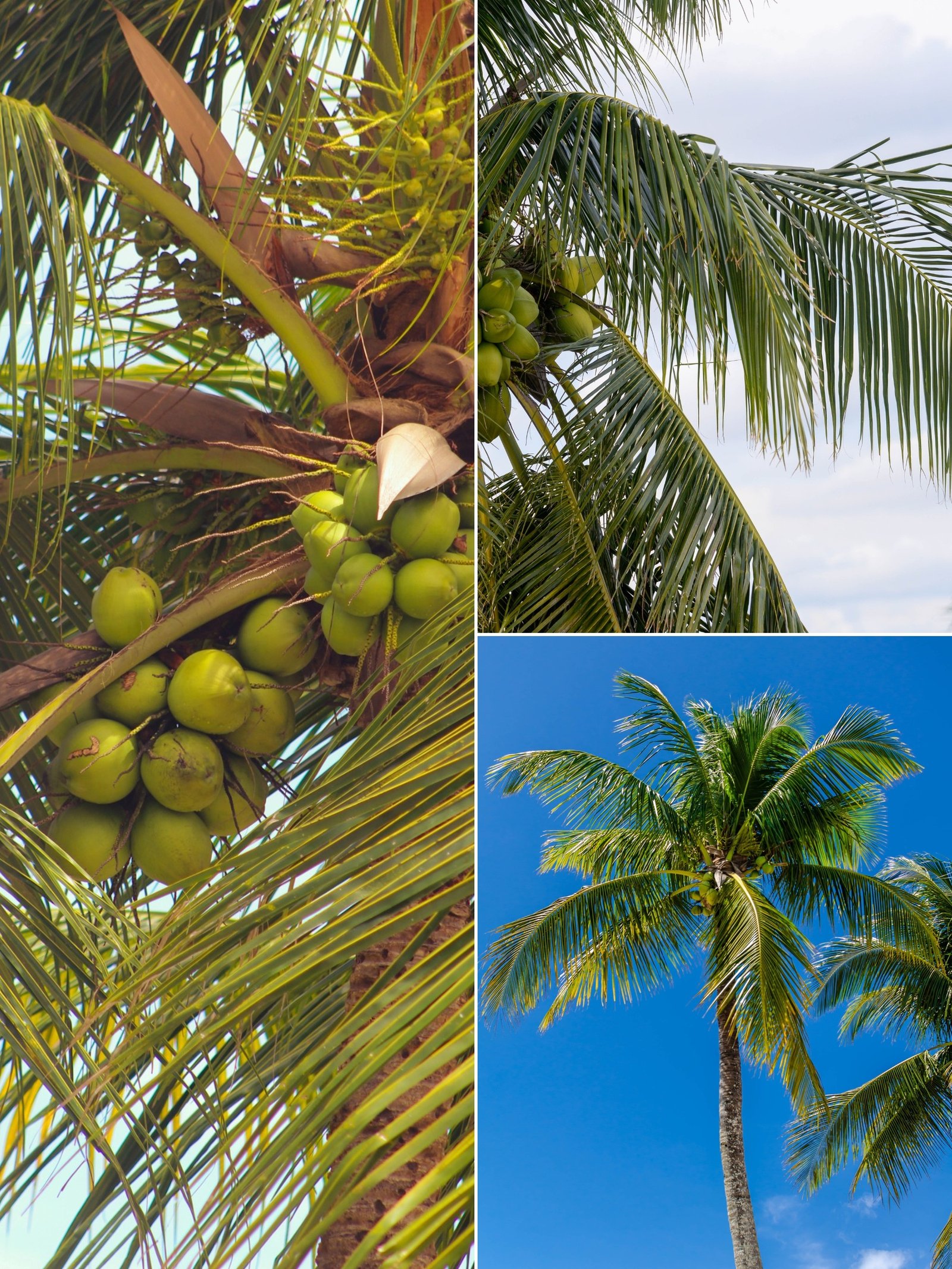 KARIKAR Vietnam Green Dwarf Coconut Grafted Live Plant for Home Garden
