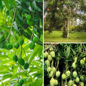 KARIKAR Green Dwarf Mango Grafted Live Plant – Healthy Mango Tree with Fresh Green Fruits for Home Garden