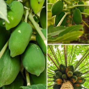 KARIKAR Green dwarf Papaya Grafted Live Plant – Healthy Fruit-Bearing Papaya Tree for Home Garden