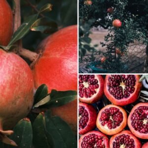 KARIKAR Red Dwarf Pomegranate Grafted Live Fruit Plant for Home Garden